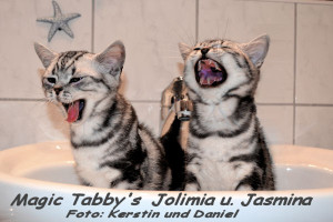 shorthair tabby cats 17 Jolimia und Jasmina